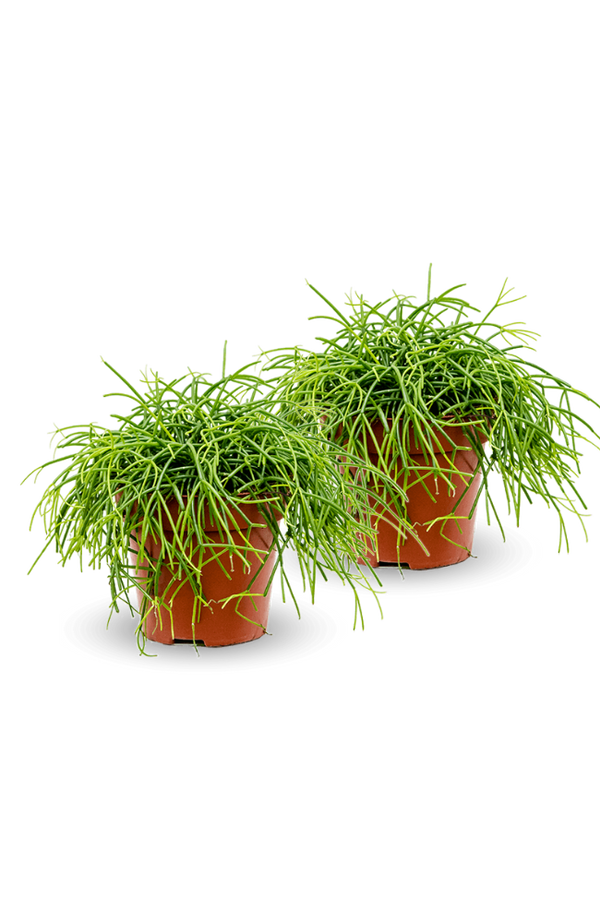 Rhipsalis clavata 2er Set