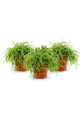 Rhipsalis clavata 3er Set