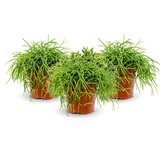 Rhipsalis clavata 3er Set