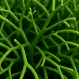 Rhipsalis clavata 3er Set