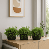 Rhipsalis clavata 3er Set