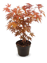 Roter Fächerahorn (Acer palmatum 'Atropurpureum') im Kulturtopf Ø 15 cm, ca. 45 cm hoch – freigestellt