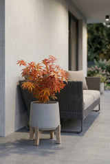 Acer Atropurpureum - Japanischer Fächerahorn - Finestgreen