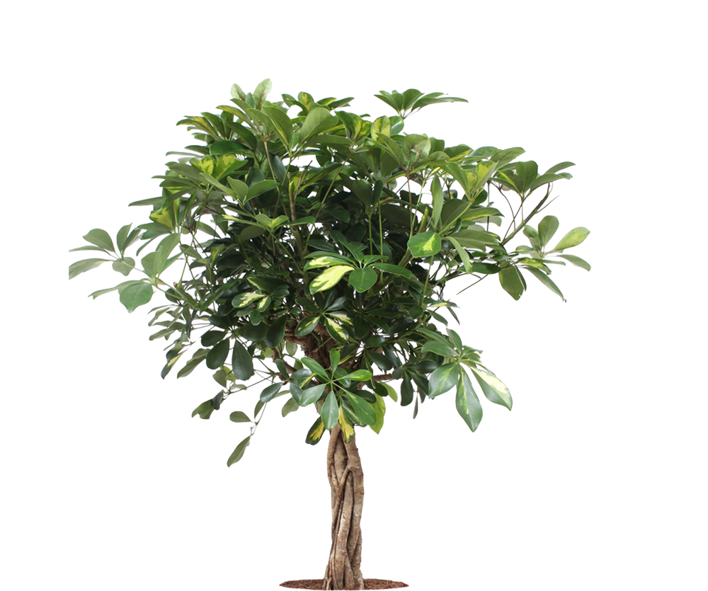 Schefflera Arboricola Gold Capella Ø:19 H:75 cm