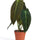 Schwarzgoldener Baumfreund (Philodendron melanochrysum) im Kulturtopf Ø 12 cm, ca. 35 cm hoch – freigestellt