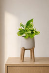 Scindapsus Marble Queen