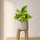 Scindapsus Marble Queen