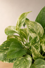 Scindapsus Marble Queen