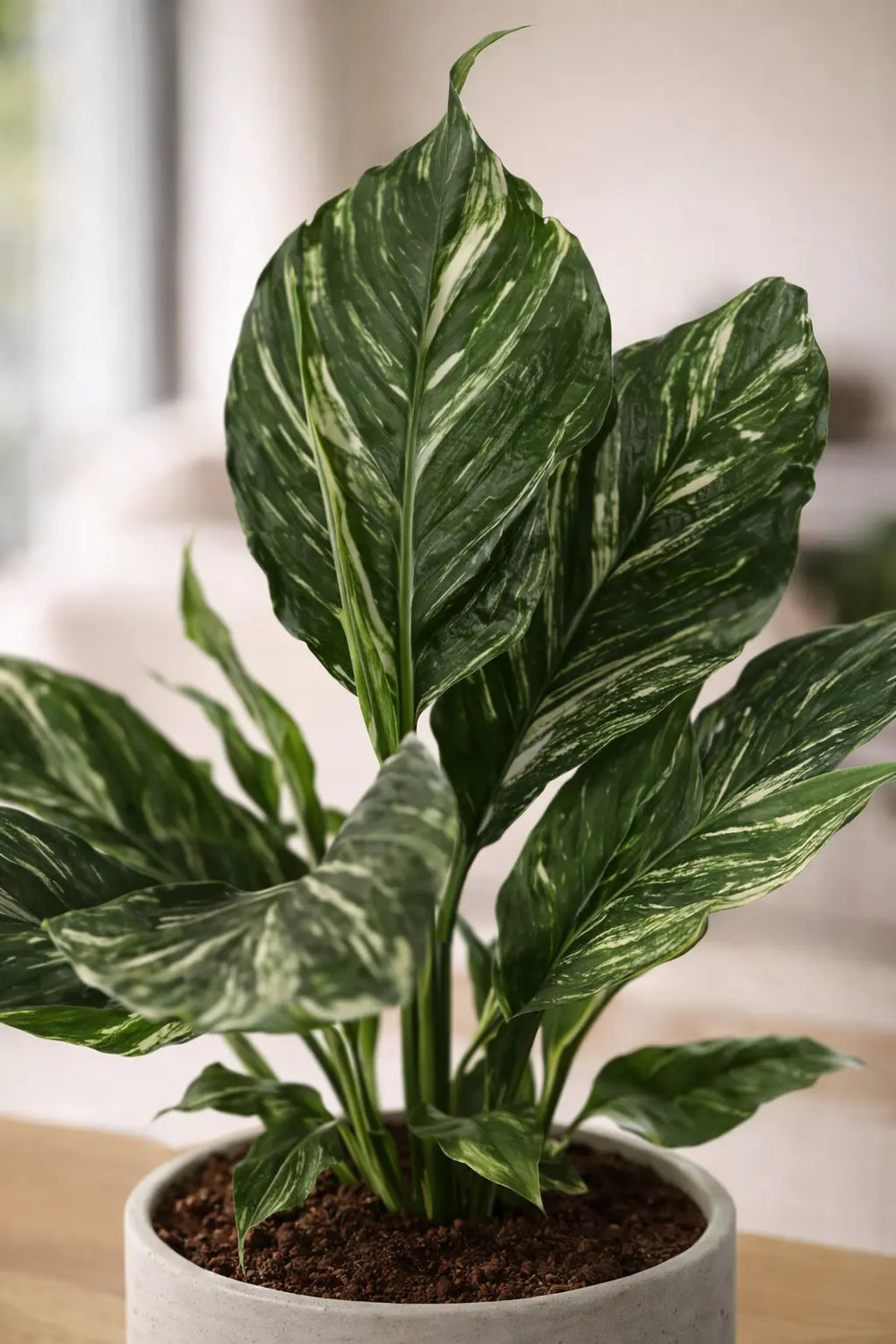 Spathiphyllum Diamond – Pflegeleichtes Einblatt