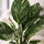 Spathiphyllum Diamond Ø:12 H:40 cm