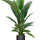 Spathiphyllum Sensation Ø:24 H:150 cm