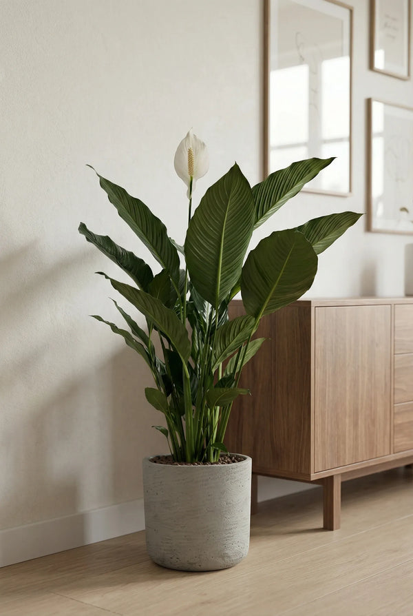 zimmerpflanzen überraschungspaket Zimmerpflanzen Set kaufen online Weiß Blumentopf kaufen