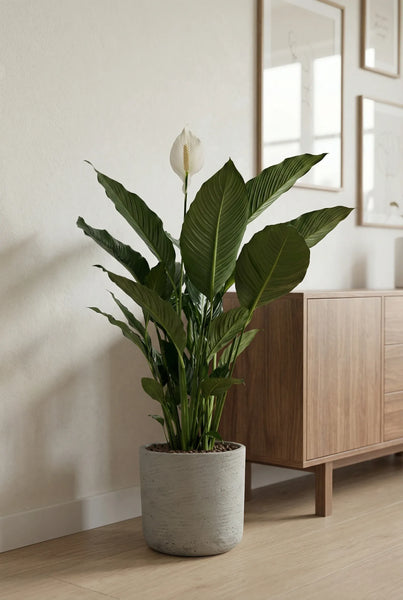 Einblatt kaufen - Spathiphyllum Sweet Sebastiano Ø:24 H:100 cm