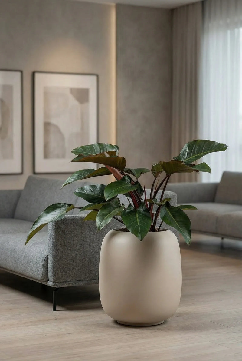 Blumentopf Sphere Seidenweiß aus Fiberglas mit großblättriger Grünpflanze im Wohnzimmer vor grauem Sofa und Wandbildern