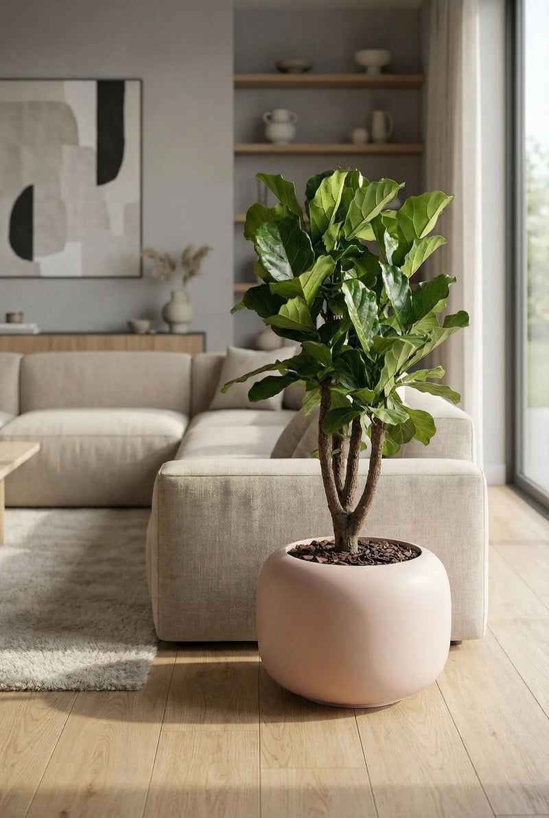Blumentopf Sphere Low Puderrosa aus Fiberglas mit Geigenfeige im hellen Wohnzimmer vor beigem Sofa auf Holzboden