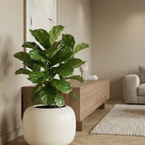 Sphere Low Elemental - Seidenweiß Finestgreen 