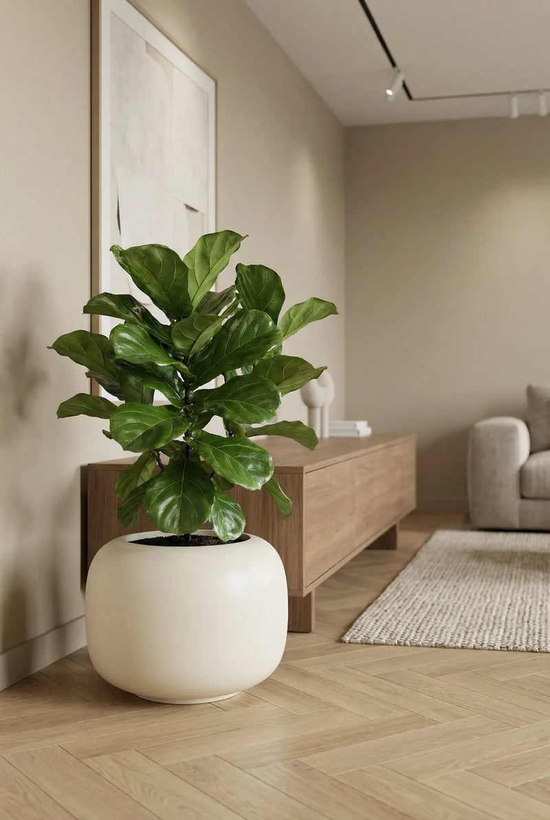 Runder Blumentopf Sphere Low Seidenweiß aus Fiberglas mit Grünpflanze auf Fischgrätparkett vor Sideboard im Wohnzimmer