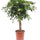 Strahlenaralie (Schefflera arboricola 'Gold Capella') im Kulturtopf Ø 19 cm, ca. 75 cm hoch – freigestellt