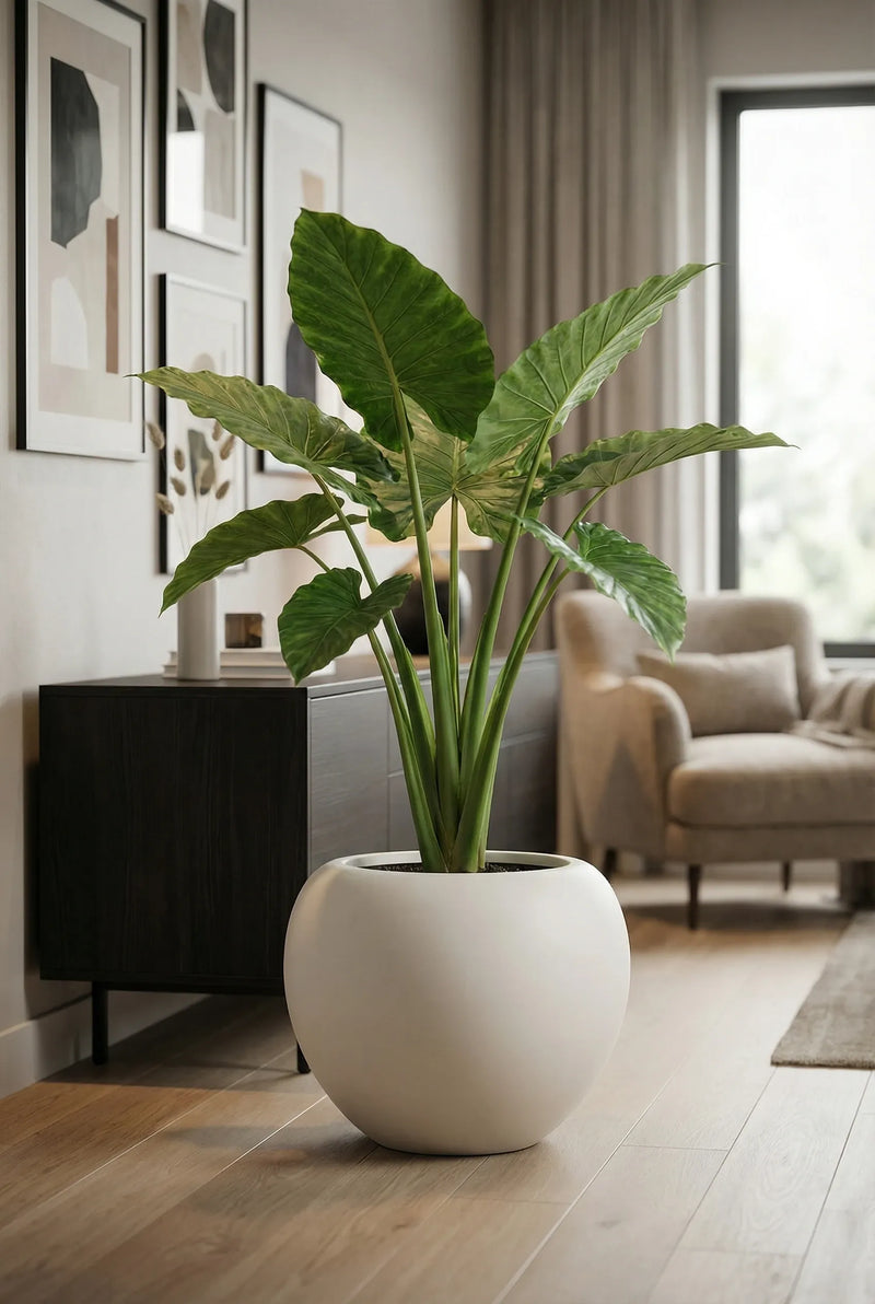 Kugelrunder Blumentopf Stream Seidenweiß aus Fiberglas mit großblättriger Grünpflanze im Wohnzimmer mit Sessel