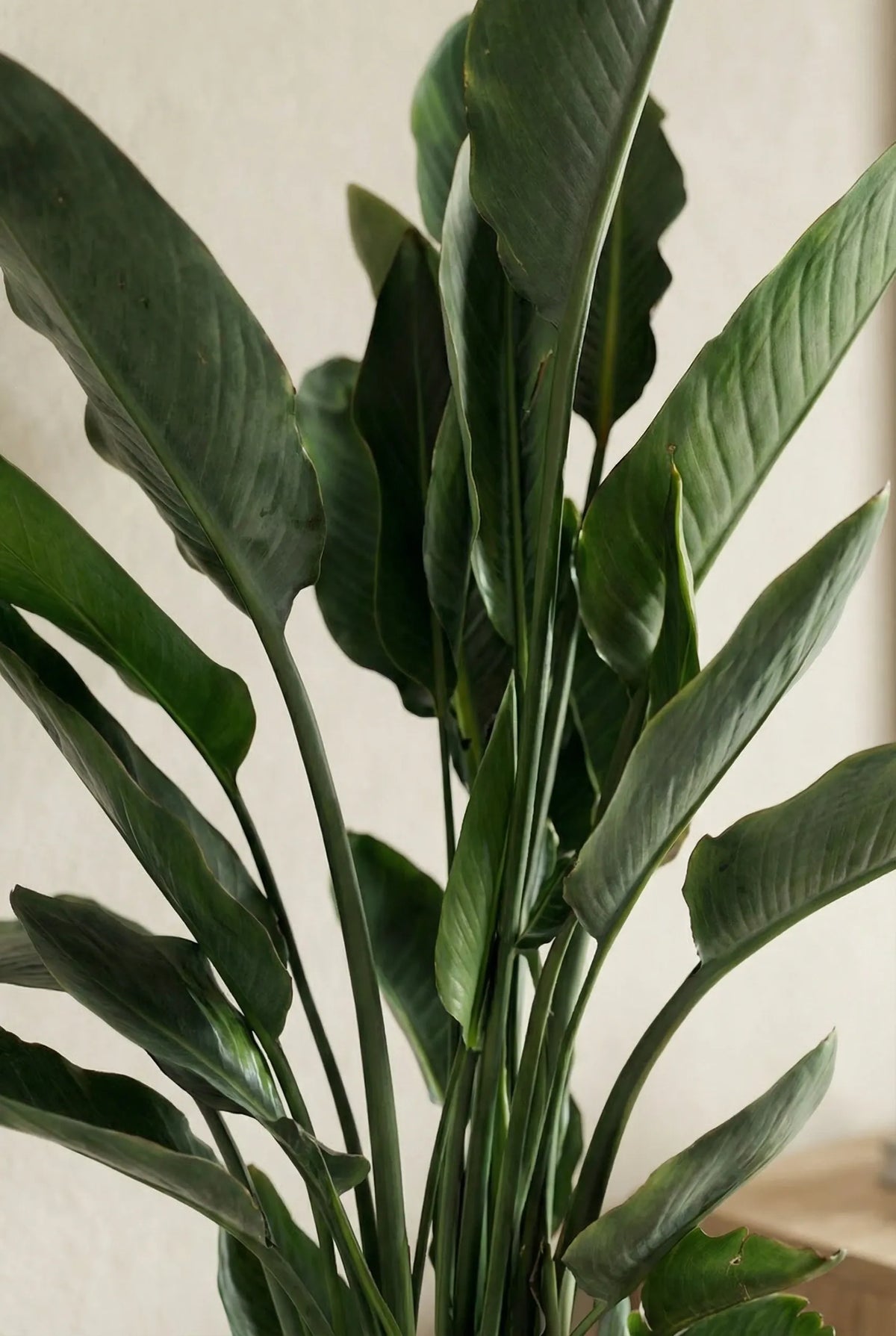 Strelitzia Reginae Ø:24 H:80 cm - Pflanzen sicher zu dir nach Hause