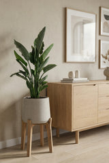 Strelitzia Reginae Ø:24 H:80 cm