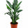 Strelitzia Reginae