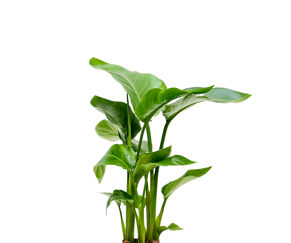 Strelitzia nicolai Ø:21 H:90 cm - Pflanzen sicher zu dir nach Hause