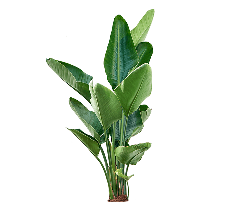Strelitzia nicolai Ø:24 H:100 cm
