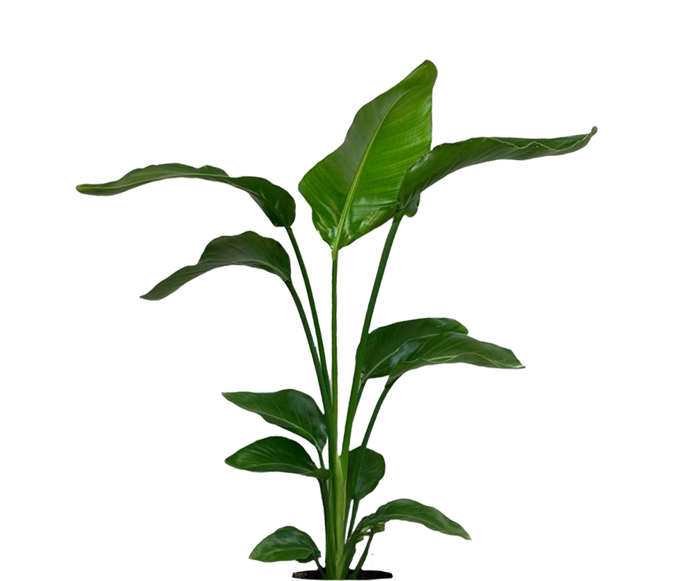 Strelitzia nicolai Ø:17 H:60 cm