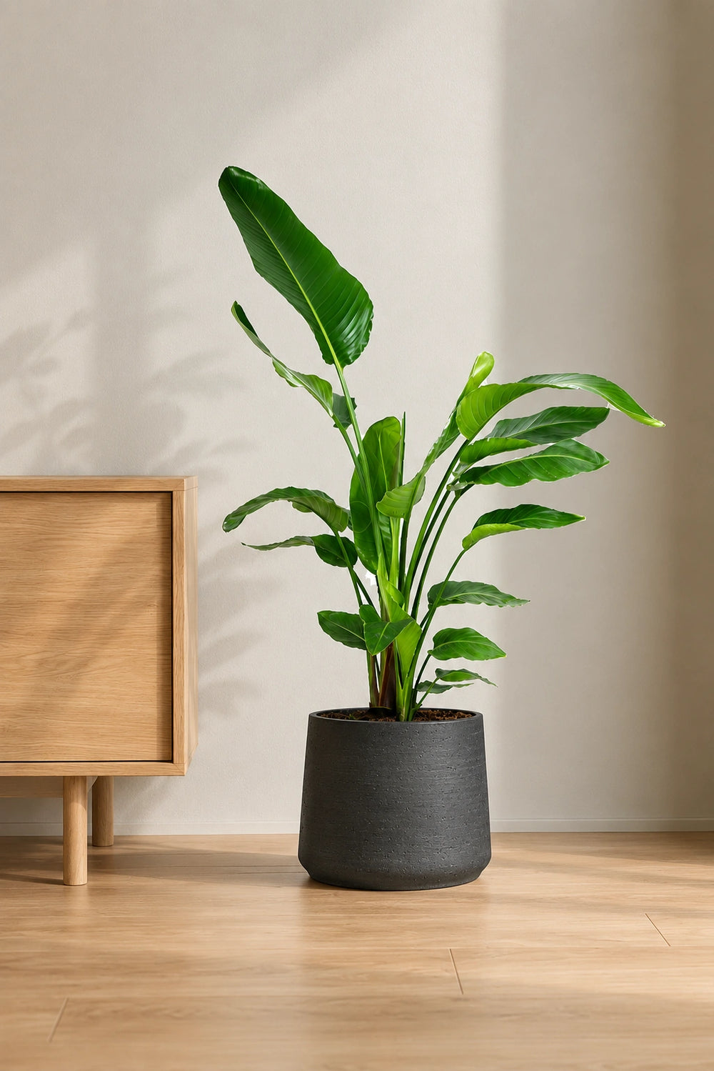Strelitzia nicolai Ø:27 H:140 cm - Pflanzen sicher zu dir nach Hause