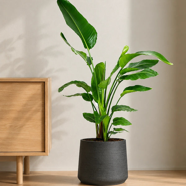 Strelitzia nicolai Ø:27 H:140 cm - Pflanzen sicher zu dir nach Hause