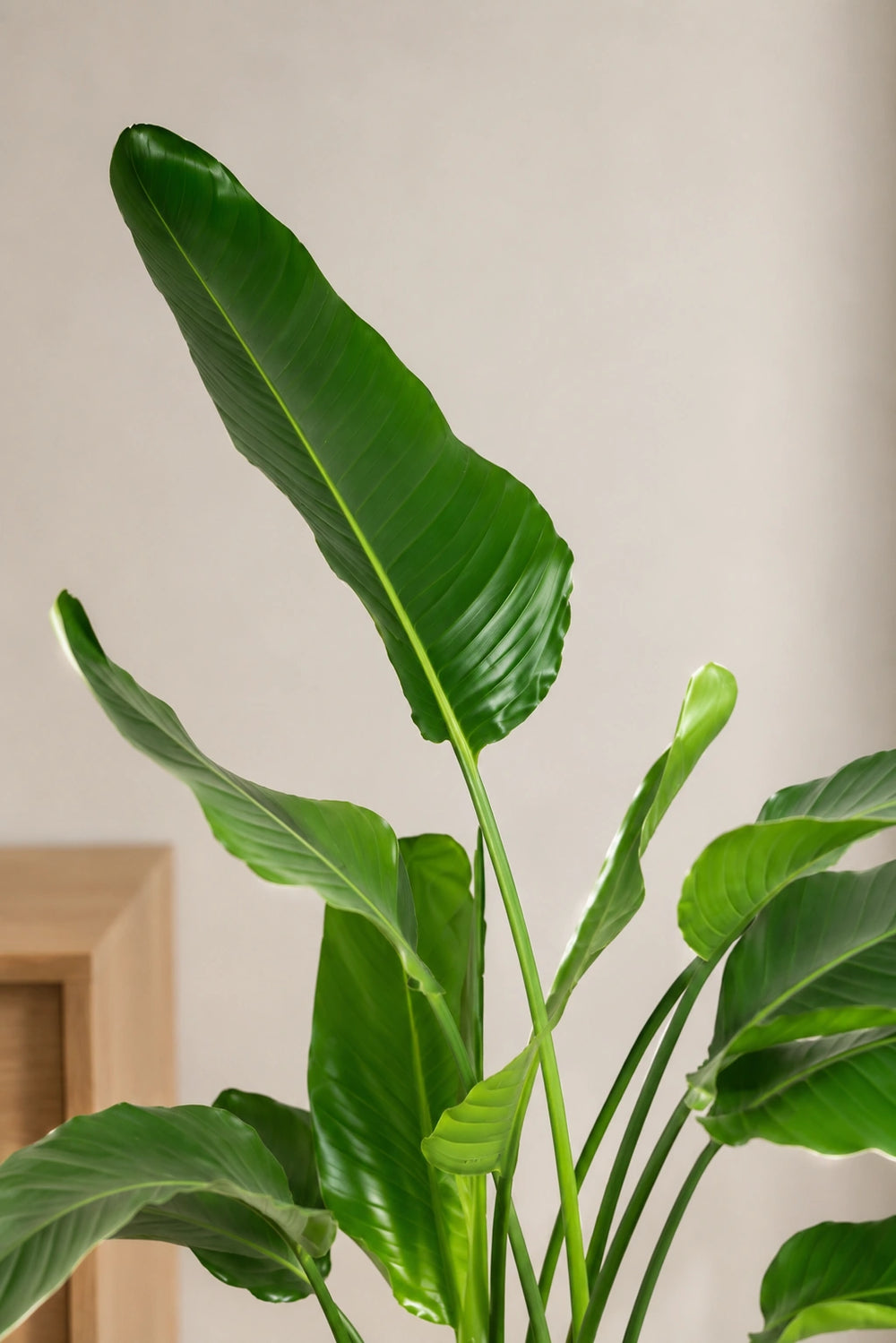 strelitzia immobilien gmbh & co. kg Strelitzia nicolai Ø:27 H:140 cm - Pflanzen sicher zu dir nach Hause