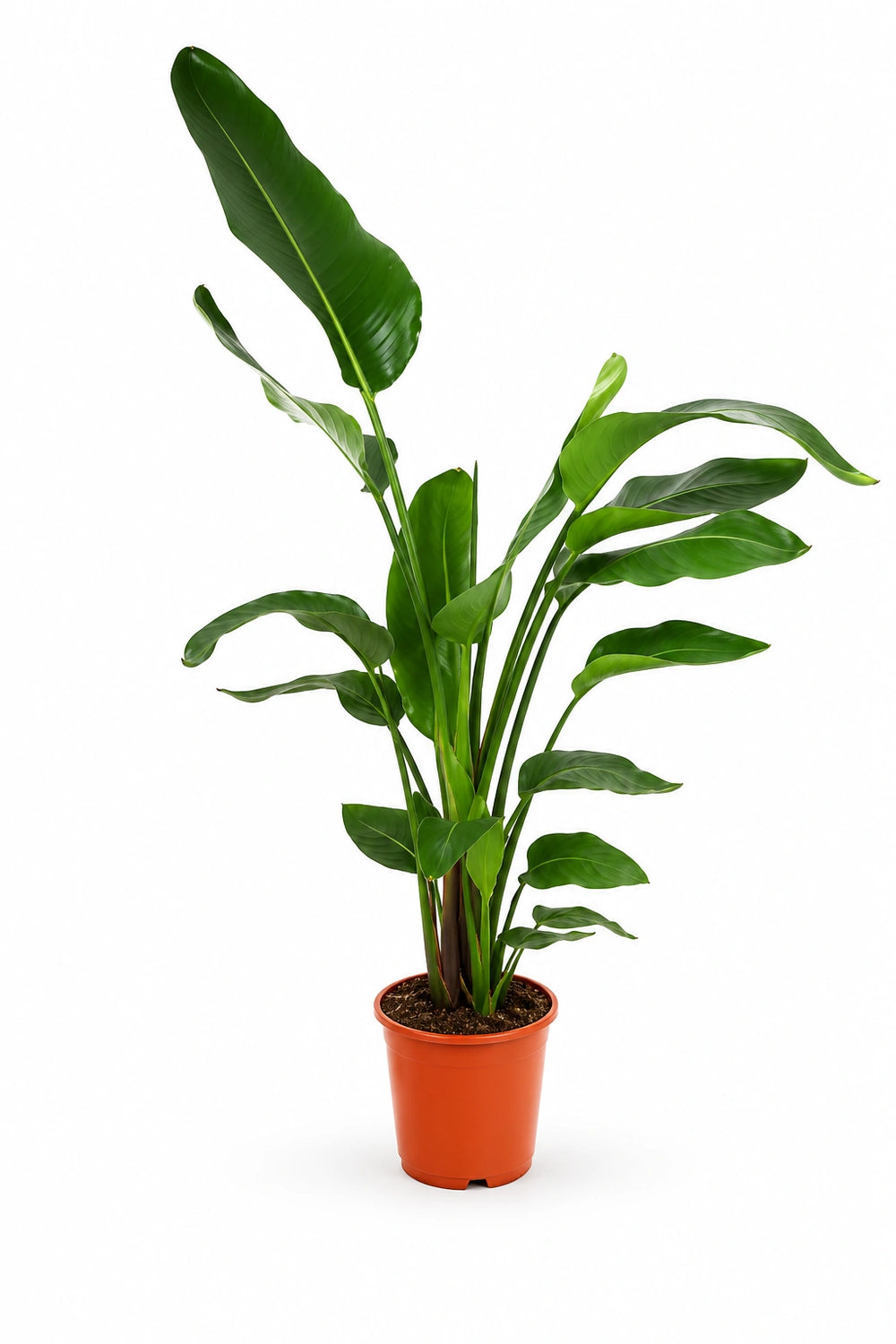 Strelitzia nicolai Ø:27 H:140 cm - Pflanzen sicher zu dir nach Hause
