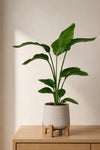 Strelitzia nicolai