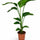 Strelitzia nicolai
