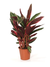 Stromanthe 'Triostar' (Stromanthe sanguinea 'Triostar') im Kulturtopf Ø 19 cm, ca. 60 cm hoch – freigestellt