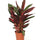 Stromanthe 'Triostar' (Stromanthe sanguinea 'Triostar') im Kulturtopf Ø 19 cm, ca. 60 cm hoch – freigestellt