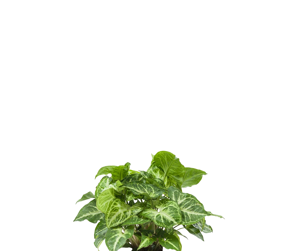 Pfeilblatt - Syngonium Arrow Ø:12 H:25 cm