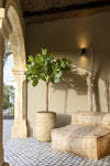 Ficus Lyrata Geigenfeige Künstlich H: 180cm