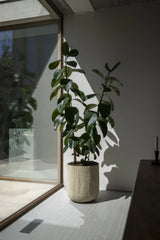 Pflanzkübel Madoka Beige aus Zement & Bambus Pflanzkorb mit Ficus Elastica