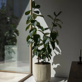 Pflanzkübel Madoka Beige aus Zement & Bambus Pflanzkorb mit Ficus Elastica