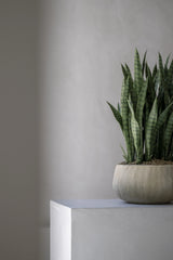 Pflanzschale Aya Beige aus Zement & Bambus Pflanzkorb mit künstlicher sansevieria bogenhanf nahaufnahme