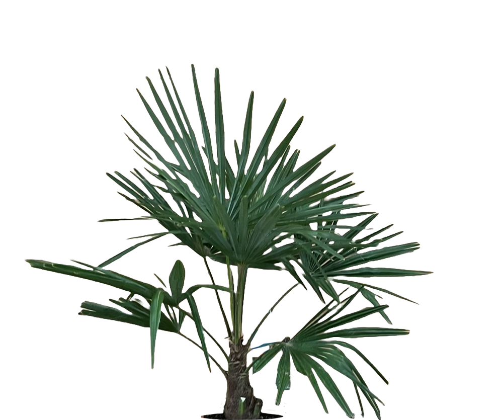 Trachycarpus fortunei Ø:24 H:100 cm