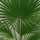 Trachycarpus fortunei Ø:24 H:100 cm