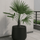 Trachycarpus fortunei Ø:24 H:100 cm