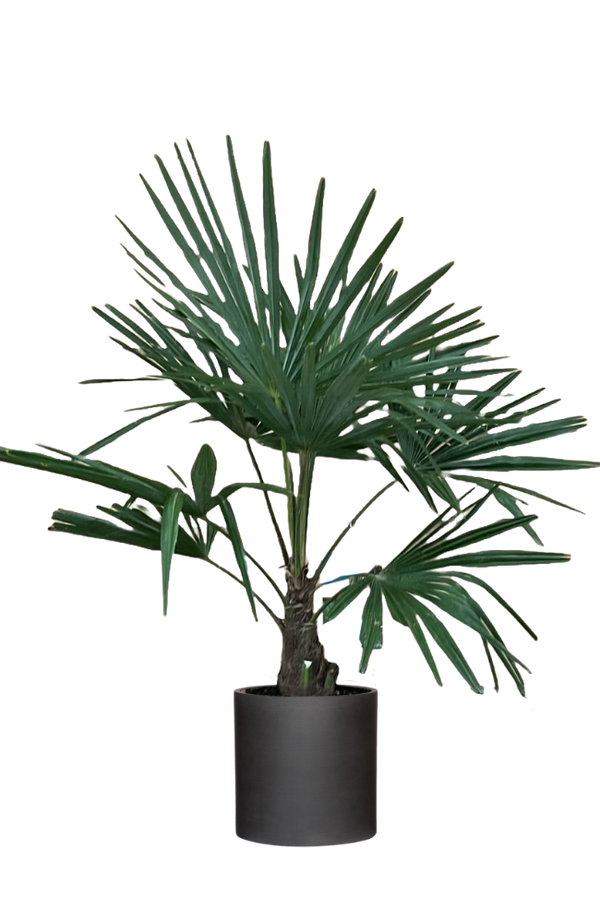 Trachycarpus fortunei Ø:24 H:100 cm