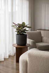 Übertopf Charlie Schwarz aus Ton Pflanzkübel in Beton-Optik bepflanzt mit Calathea || Abgebildete Größe: L