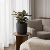 Übertopf Charlie Schwarz aus Ton Pflanzkübel in Beton-Optik bepflanzt mit Calathea || Abgebildete Größe: L