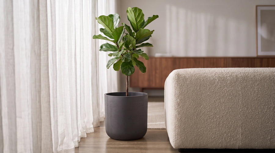 Pflanzen & Pflanzgefäße – Stilvoll begrünen mit Finestgreen®