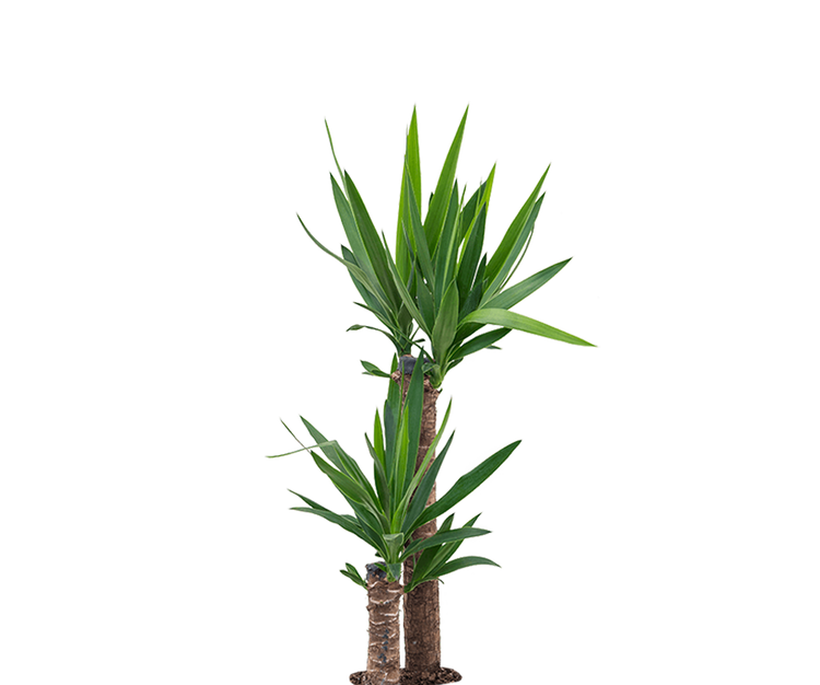 Palmlilie - Yucca Ø:17 H:80 cm